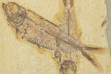 Pair Of Fossil Fish (Knightia) - Wyoming #320394-1